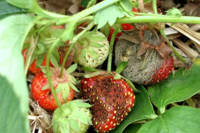 Frost-damaged strawberries.