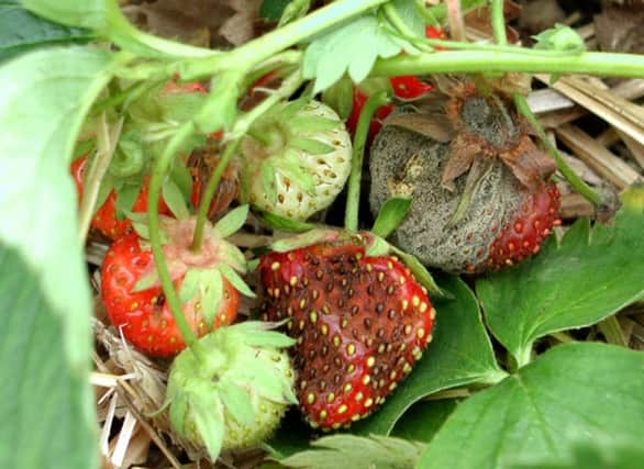 Frost-damaged strawberries.