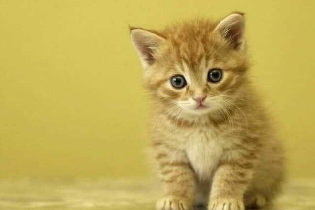 Stubbington Ark desperately need experienced cat owners to foster new kitten litters