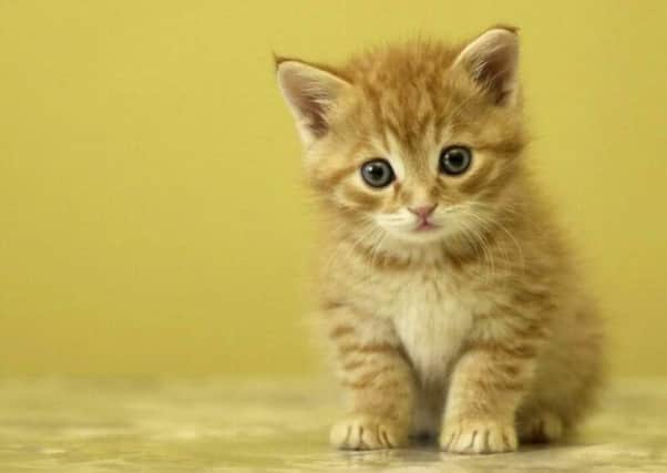 Stubbington Ark desperately need experienced cat owners to foster new kitten litters