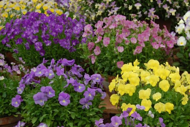 There's a plant sale in Denmead on Monday