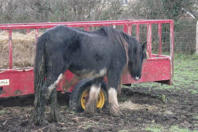 One of the horses neglected by Peter Ash Picture: RSPCA