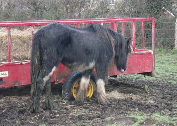 One of the horses neglected by Peter Ash 

Picture: RSPCA