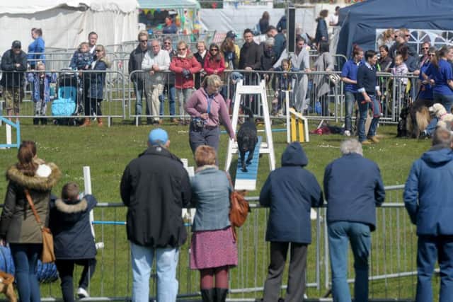 Dog agility at thr show Picture: Paul Jacobs (160245-11)