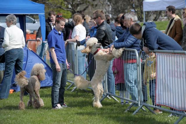 Dog agility poodle Juno (160245-2)