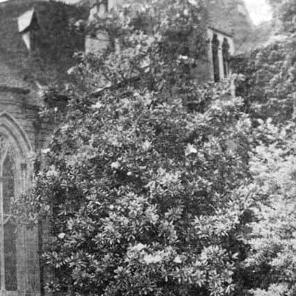 DWARFED The magnificent magnolia alongside Leigh Park House with Major Fitzwygram underneath