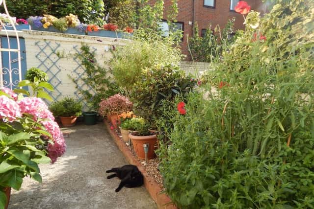 The back garden of Linda Major and Chris Coombs, who won a gold award in the 2014 Portsmouth in Bloom competition