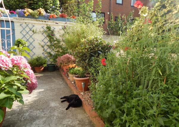The back garden of Linda Major and Chris Coombs, who won a gold award in the 2014 Portsmouth in Bloom competition