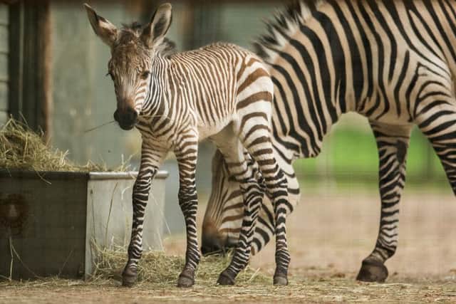 A zebra foal at Marwell