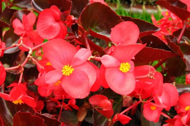 Begonia semperflorens