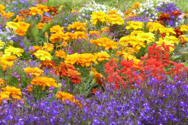 An instant border of colour grown from seed