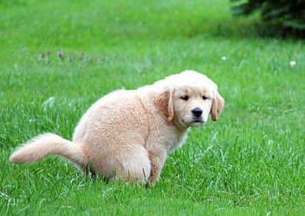 Residents are fed up with dog mess in a Gosport park
