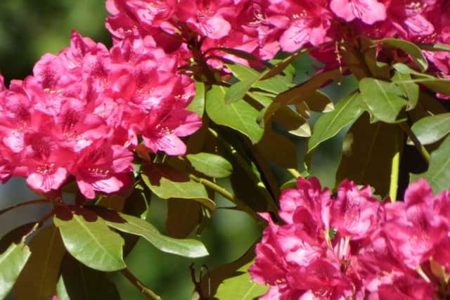 Rhododendron
