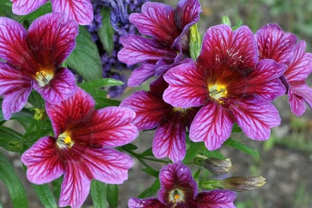 Salpiglossis  a glorious annual  which grows to 18in.