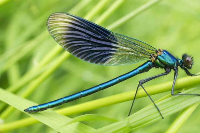 Banded demoiselle - Hampshires chalk streams and rivers are some of the best places to spot this large damselfly