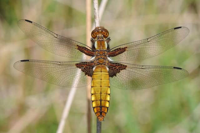 Broad-bodied chaser - one of the earliest species of dragonfly to emerge, it is common on vegetated garden ponds, lakes and gravel pits