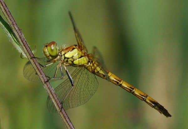 Common darter - this widespread lowland species is generally the last dragonfly to disappear each year. Use binoculars to look for the yellow stripe on the legs that distinguish it from the closely-related ruddy darter