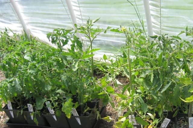 Keep your tomatoes out of the midday sun.