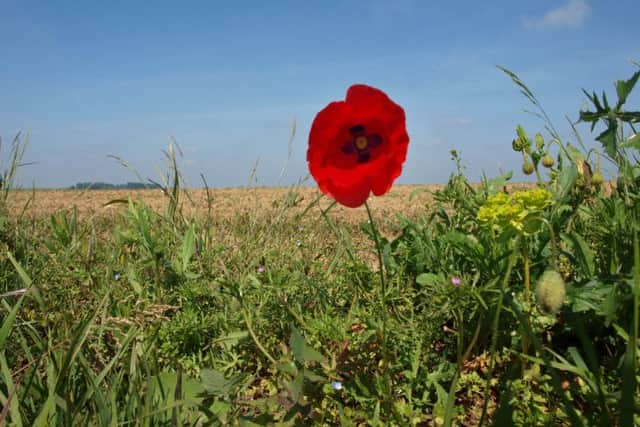A lone poppy on the Somme battlefield. Picture: Paul Jackson
