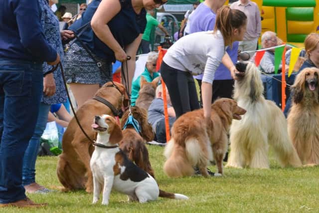 Gosport Rotary Dog show