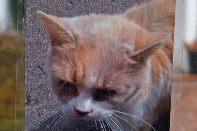 Missy the cat