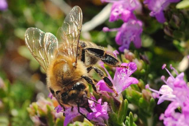 Bees love thyme