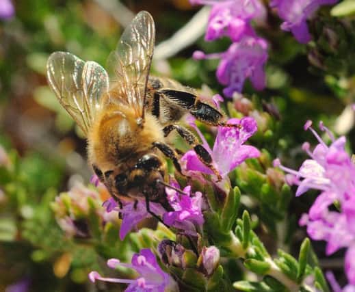Bees love thyme