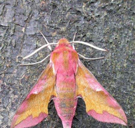 Small Elephant Hawkmoth, by Bob Chapman