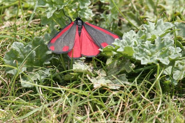 Cinnabar Moth, by Isabel Carrahar