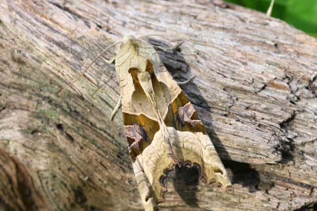 angle shades, Dibden Purlieu, Bob Chapman, 4th October 2015