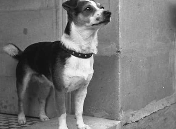Whisky, the much loved pet of Des Whitby