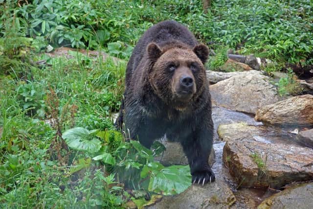 A bear in the Japanese woods in which a father abandoned his son as a punishment