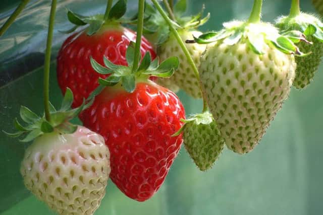strawberries growing pic 1