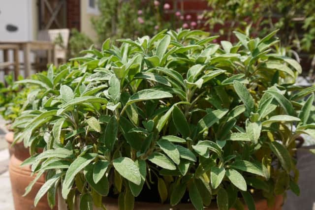 Burgeoning sage