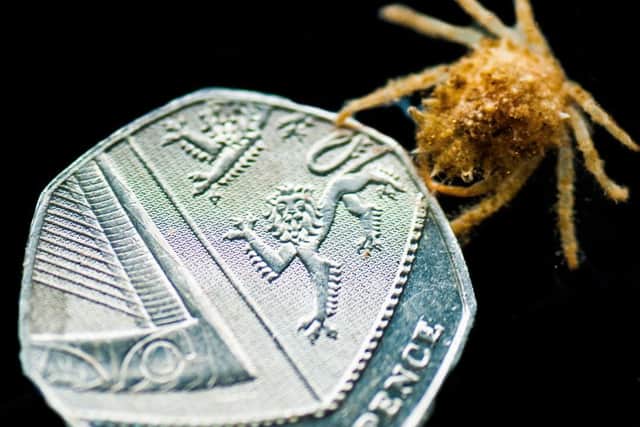 Thousands of tiny spiny spider crabs have been born at Portsmouths Blue Reef Aquarium