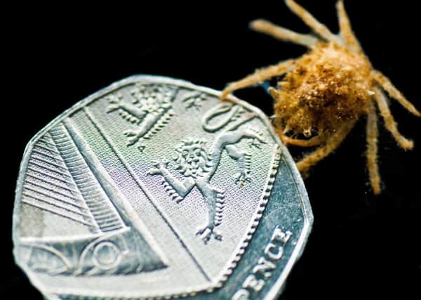 Thousands of tiny spiny spider crabs have been born at Portsmouths Blue Reef Aquarium