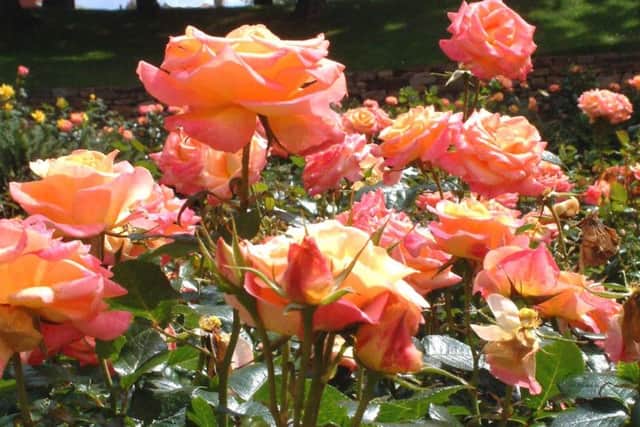 Look after your roses and they will reward you