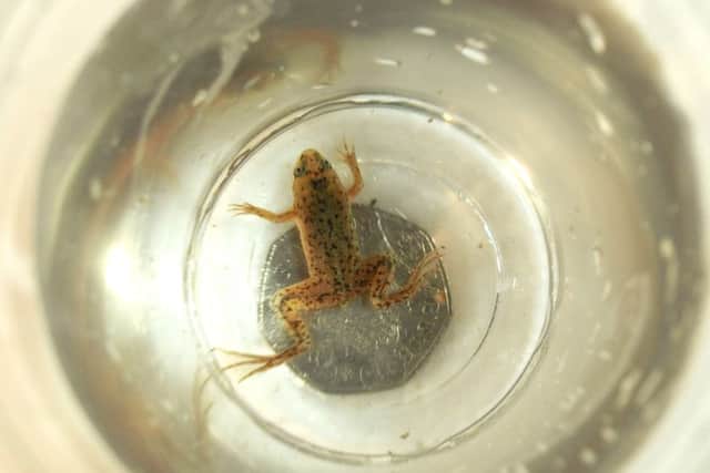 Congo frogs have been breeding at Portsmouth's Blue Reef Aquarium