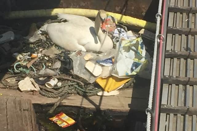 A swan's nest at The Camber in Old Portsmouth which has been made from discarded litter, plastic and rope
