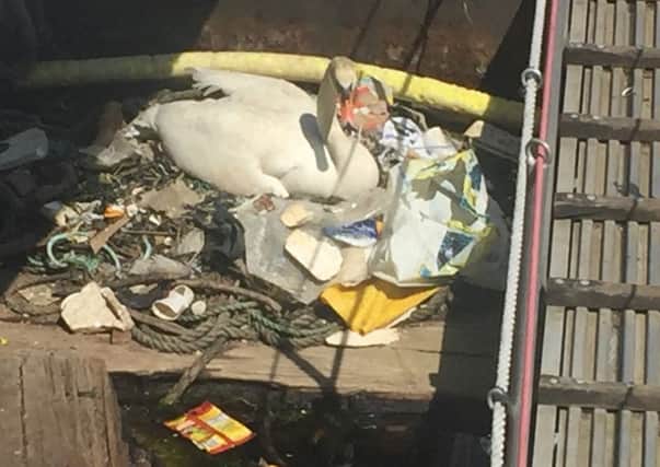 A swan's nest at The Camber in Old Portsmouth which has been made from discarded litter, plastic and rope