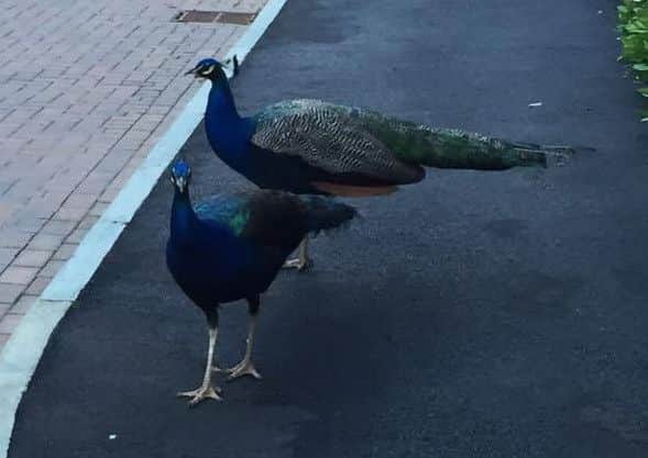 Peacocks seen in Acorn Drive, Horndean. Picture: Kat Hooker