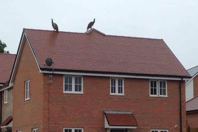 Peacocks seen in Acorn Drive, Horndean. Picture: Kat Hooker