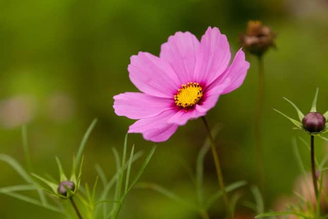 Cosmea. Picture: Sander van der Wel
