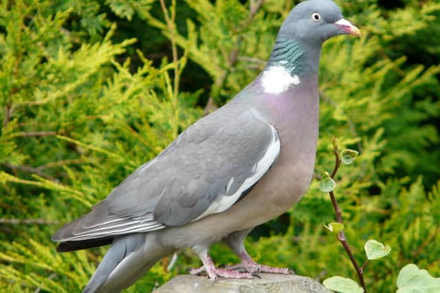 A Waterlooville pigeon looking for Brian's cherries.