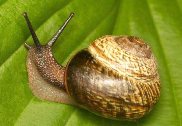 Snails can solve complex decisions with just two brain cells