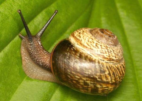 Snails can solve complex decisions with just two brain cells