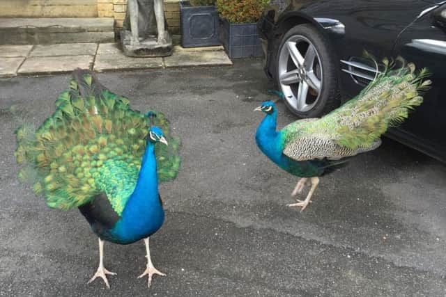 Pea and Pod have been causing a stir in Horndean
