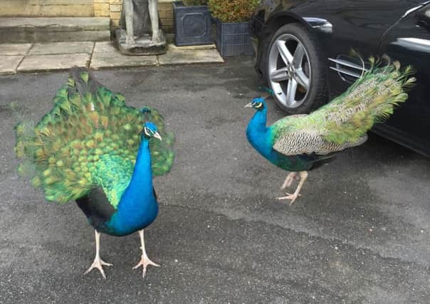 Pea and Pod have been causing a stir in Horndean