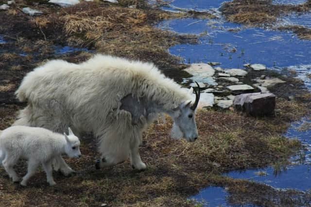 Now, correct me if Im wrong, but goats live on mountainsides and we all know what goats do.