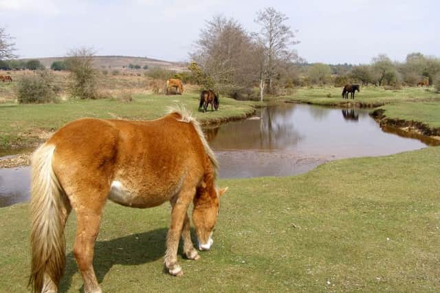 BETTER UNDER THE EU
Ponies grazing alongside the Latchmore Brook at Latchmore Bottom, New Forest Picture:
Jim Champion